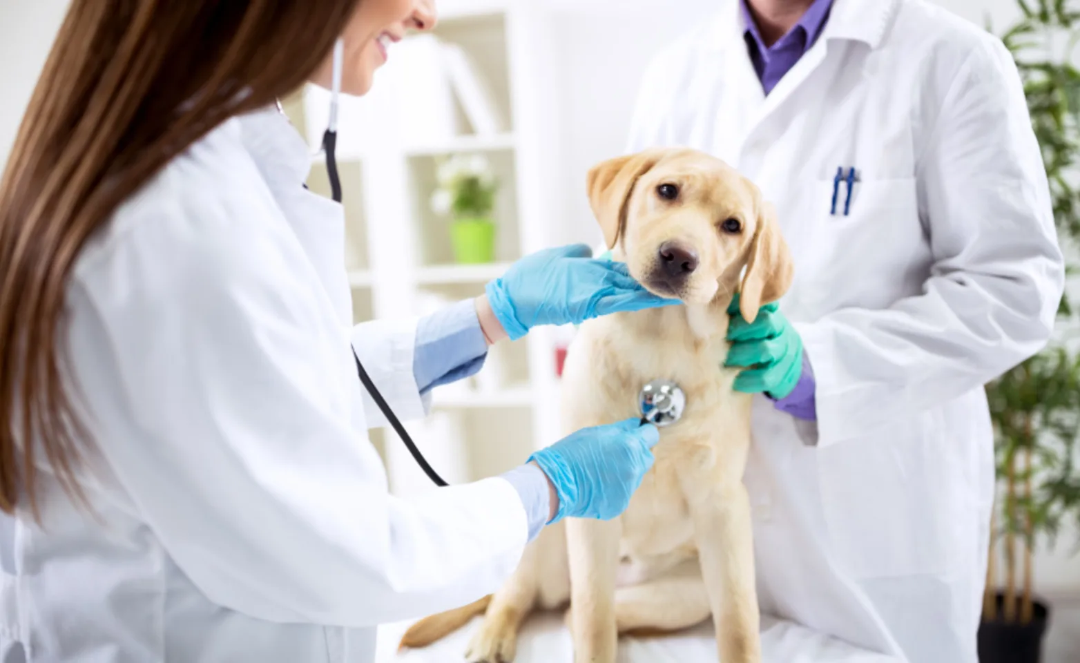 Two Veterinarians Examining a Dog